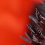 poppy1